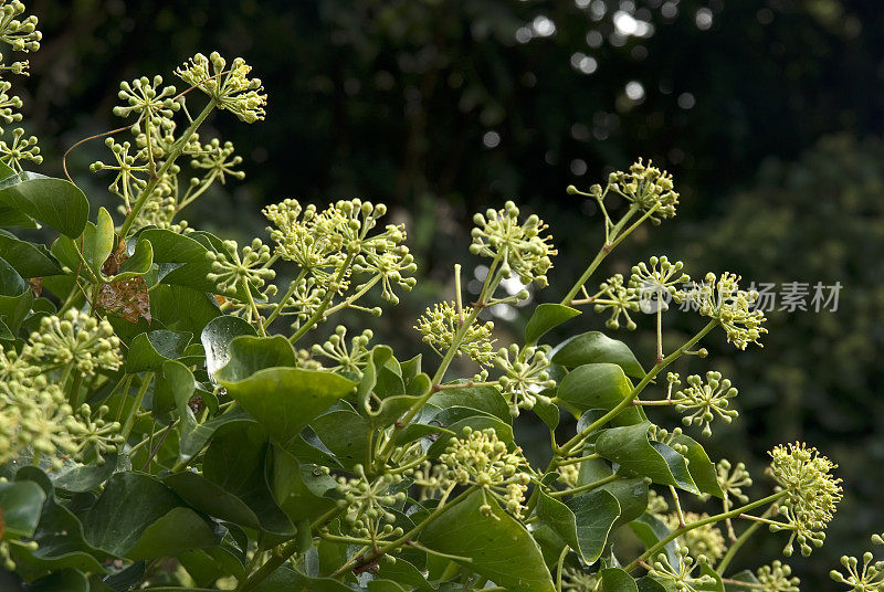 常春藤开花(Hedera helix)